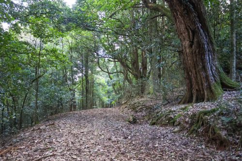 Rainforest Cabin, Robertson