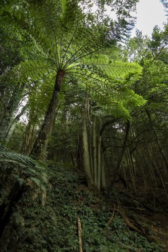 Rainforest Cabin, Robertson