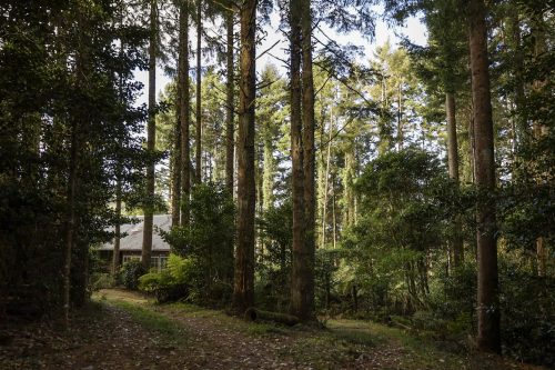 Rainforest Cabin, Robertson