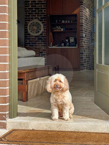 Cinnamon, Marrickville 21
