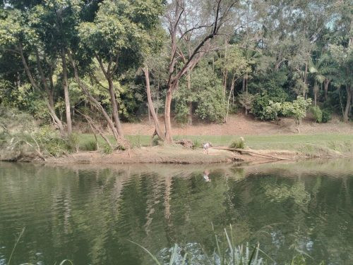 Riverbend, Bunya-25