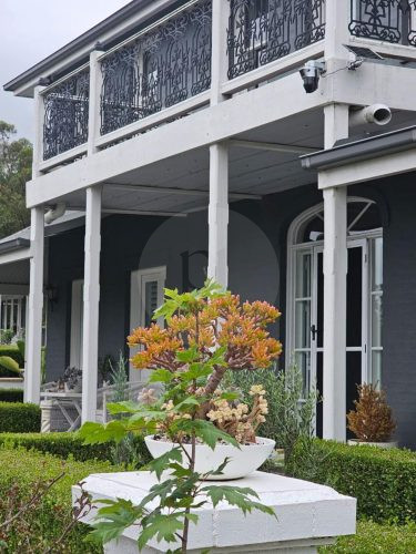 Aurelle, Kurrajong-14