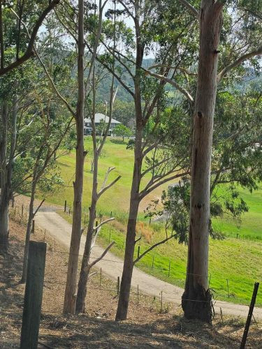 Aurelle, Kurrajong-23