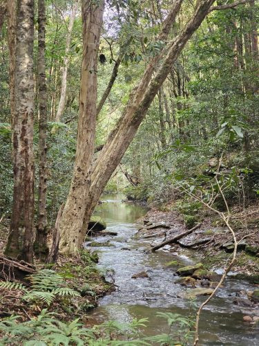 Aurelle, Kurrajong-37