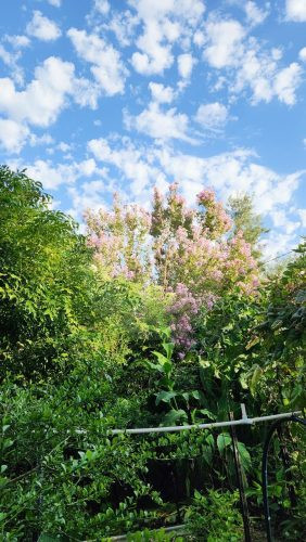Ever Verdant, Bardwell Valley-02