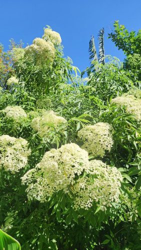 Ever Verdant, Bardwell Valley-03