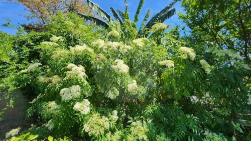 Ever Verdant, Bardwell Valley-11