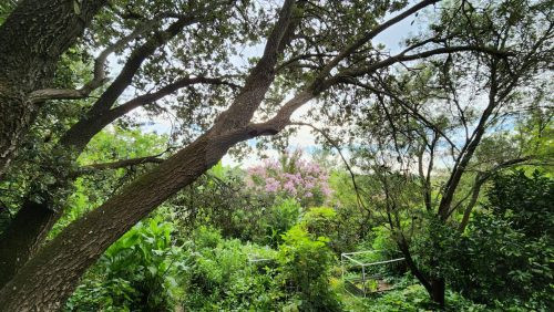 Ever Verdant, Bardwell Valley-15