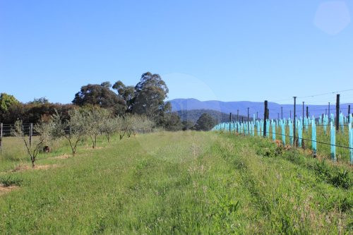 True North, Hoddles Creek-01