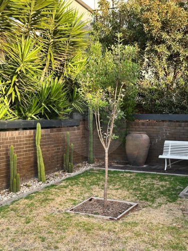 backyard garden established