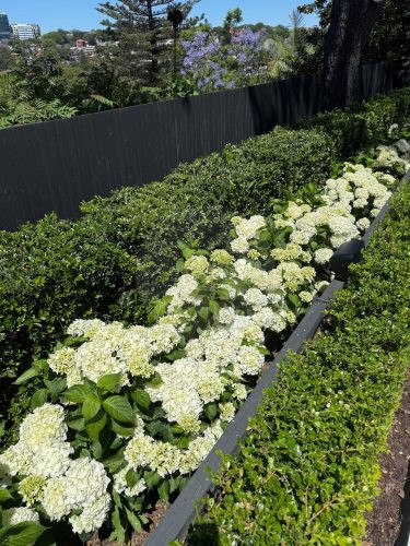 PERSEPHONE, Bellevue Hill GARDENS 13