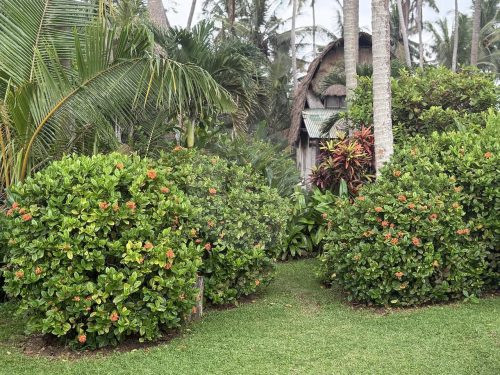 COCONUT GROVE13