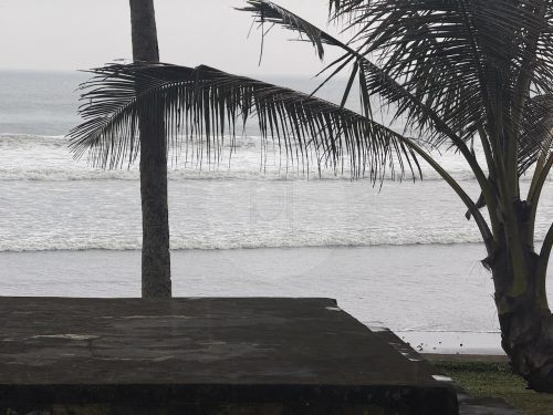 COCONUT GROVE25