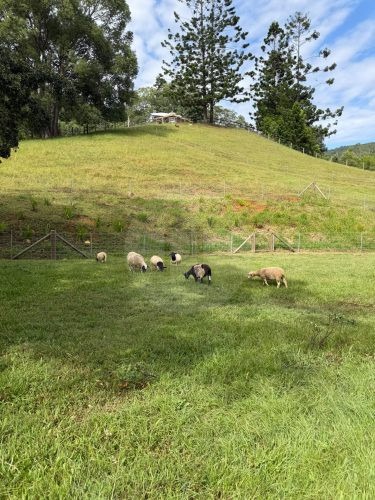 Rawhide Ranch, Currumbin Valley-17