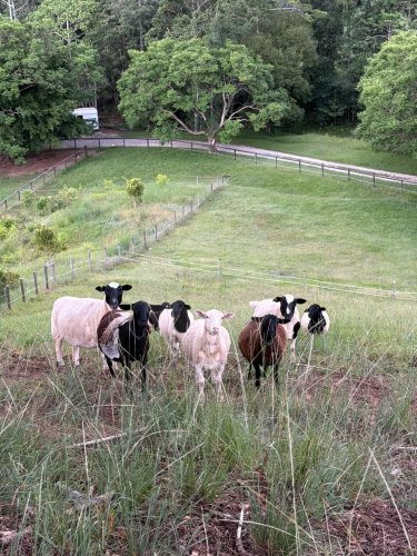 Rawhide Ranch, Currumbin Valley-18