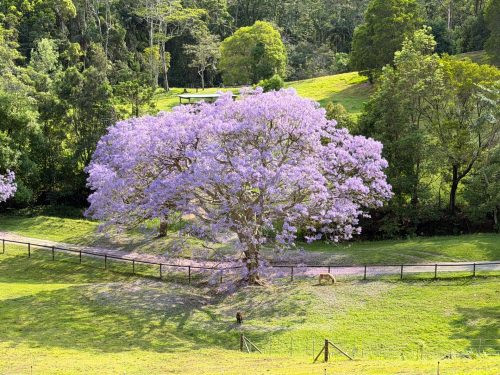Rawhide Ranch, Currumbin Valley-33