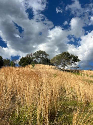 Rawhide Ranch, Currumbin Valley-43