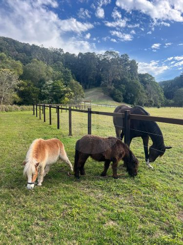 Rawhide Ranch, Currumbin Valley-45