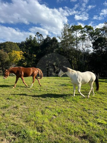 Rawhide Ranch, Currumbin Valley-46