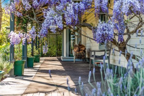 Orange Blossom, Kilmore 20