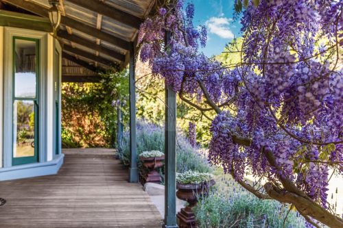 Orange Blossom, Kilmore 21
