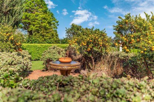 Orange Blossom, Kilmore 23
