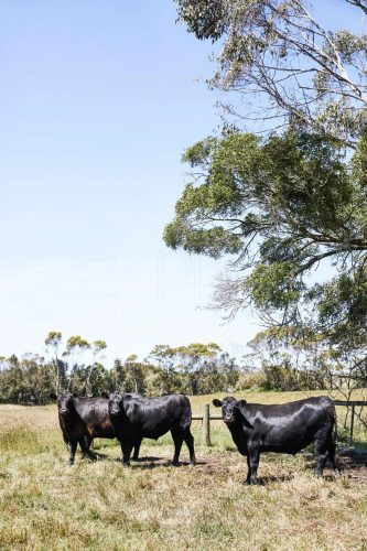 Orchard House, Birregurra-26