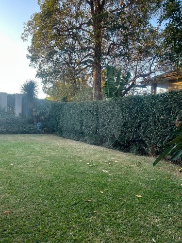 garden established
