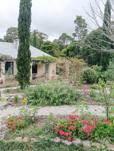 Pastis, Alstonville 12