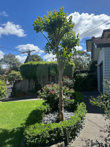 Rosewood, Glen Iris -34