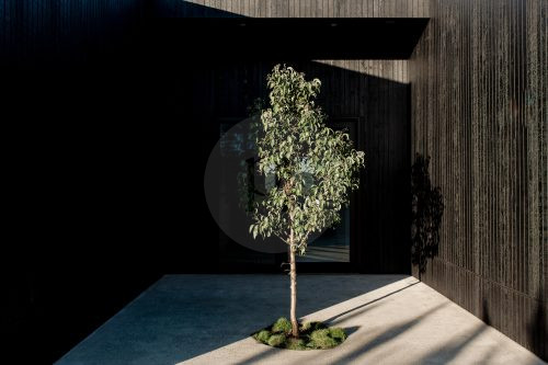 Black Beauty, Dulong 42