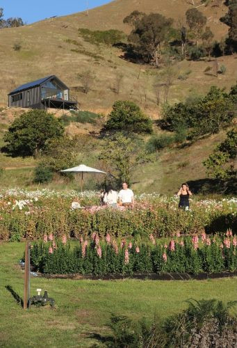 Wild Daisy, Flowerdale 32