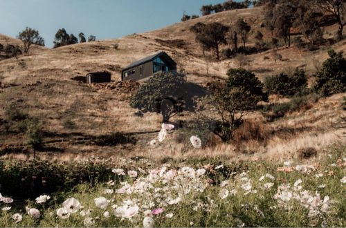 Wild Daisy, Flowerdale 42