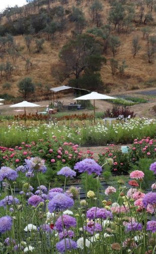 garden established