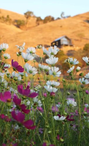 Wild Daisy, Flowerdale 55