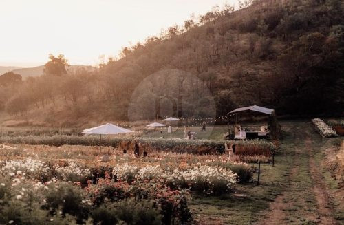 Wild Daisy, Flowerdale 68
