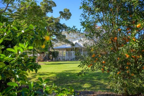 Brumby Hill, Tuchekoi 9