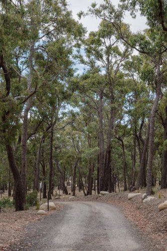 Rosegum, Bells Beach 14