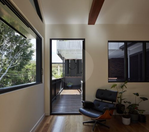 Volpino, Ashgrove 22