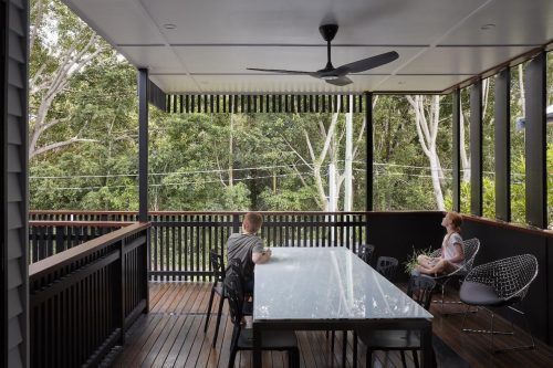 Volpino, Ashgrove 3