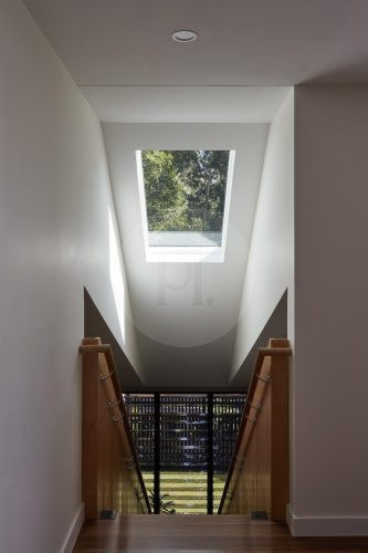 Volpino, Ashgrove 5