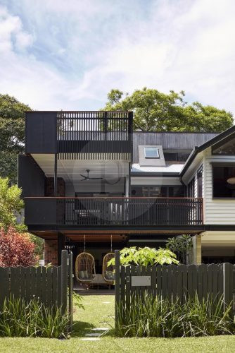 Volpino, Ashgrove 6
