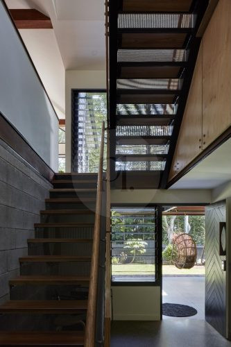 Volpino, Ashgrove 7