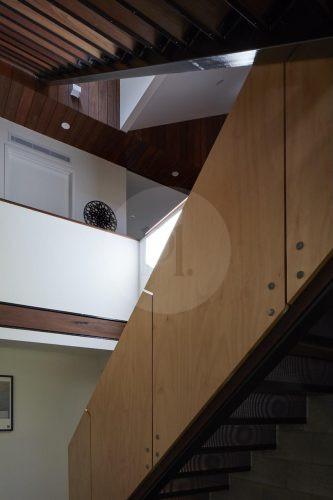 Volpino, Ashgrove 8