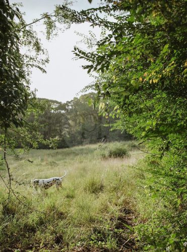 Field & Flora, Possum Creek 37