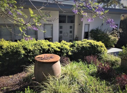 Jacaranda Splendour, Forestville