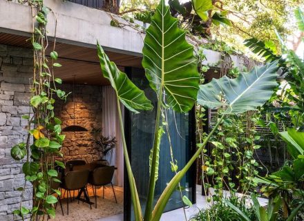 2025 Images_Modern Jungle, Clareville 10
