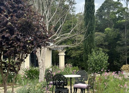 Pastis, Alstonville