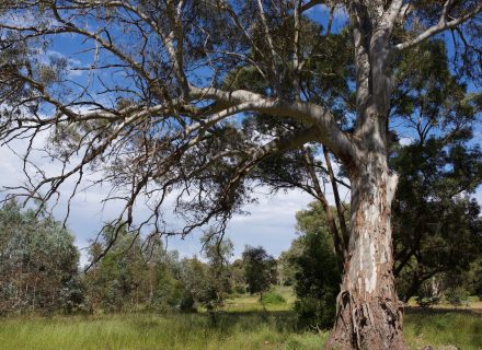Olea Estate, Lauriston