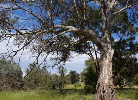 Olea Estate, Lauriston